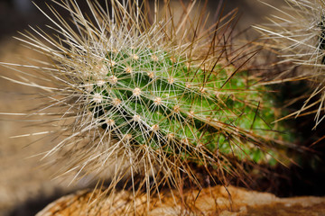 Close-up of cactus tropical plant with sharp spines