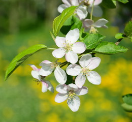Apfelblüte vor Wildblumenwiese - isoliert - Textfreiraum