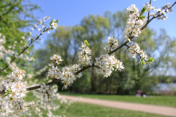 Blütenzweig