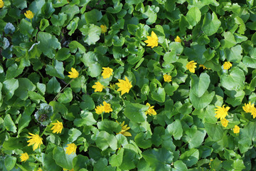 Plantation of spring buttercups flowers in the park. View from above.