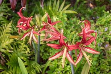 Coral red amaryllis.  