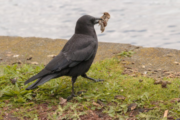 Closeup of feeding crow