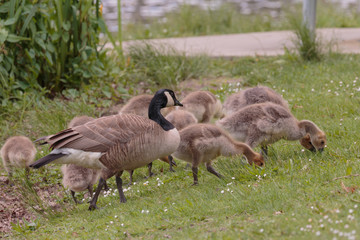 Feending mother goose with goslings v2