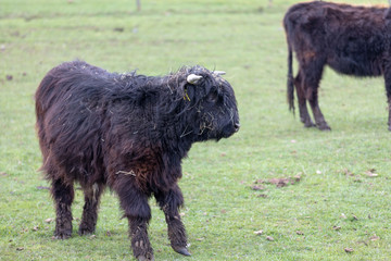 Fototapeta premium Juvenile black highland cow standing in the pasture, portrait of a young bovine
