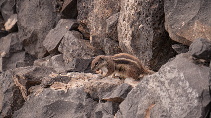Eichhörnchen 