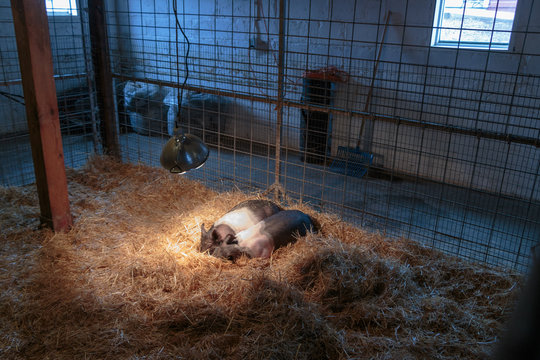 Piglets Under Heat Lamp