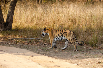 A tigress walking in the forests of central india inside Bandhavgrah tiger reserve during a wildlife safari