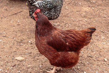 Rhode Island Red  Chicken