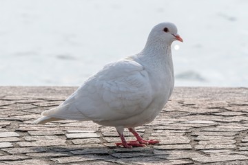 white pigeon walking at lake