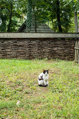 Obraz na płótnie Canvas a cat in the yard of the country house
