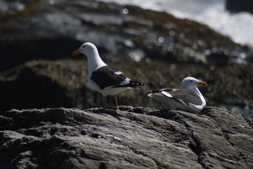 bird, sky, flying, seagull, flight, fly, blue, birds, animal, nature, gull, wings, sea, clouds, pelican, freedom, wildlife, soar, white, cloud, sunset, wing, beach, air, soaring
