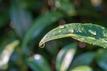 wassertropfen auf grünem Blatt