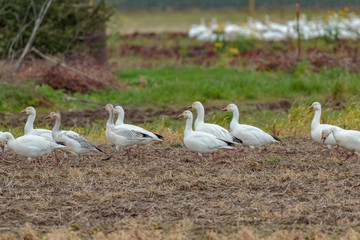 Close up Snow Geese  v2