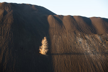 lonely tree at an industrial landfill, apocalyptic