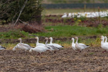 Close up Snow Geese