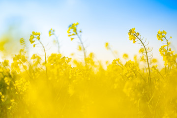 Rape seedlings in bloom during the spring with their beautiful golden yellow color.