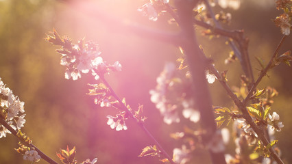 Blooming cherry at the garden