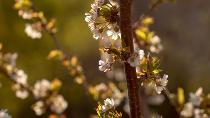 Blooming cherry at the garden