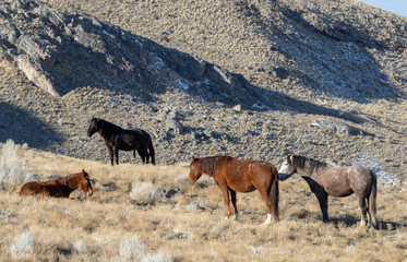 Wild Horses in Winter int he Utah desert