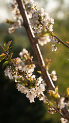 Blooming cherry at the garden