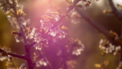 Blooming cherry at the garden