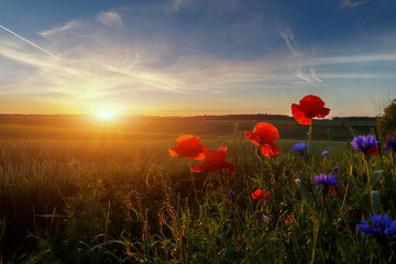 Fantastic landscape at summer sunset. Red and blue flowers under sunlight during sunset. Wonderful Sunny Scene. Amazing Nature background. Poppy flowers gloving in sunlit. agriculture concept