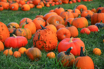 Colorful Orange Pumpkins