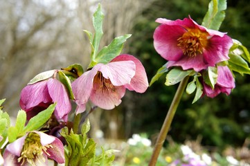 Christrose Helleborus niger