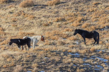 Wild Horses in Winter int he Utah desert
