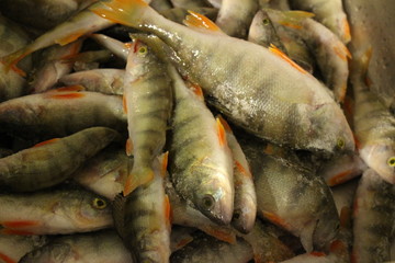 fresh fishes