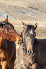 Wild Horses in Winter int he Utah desert