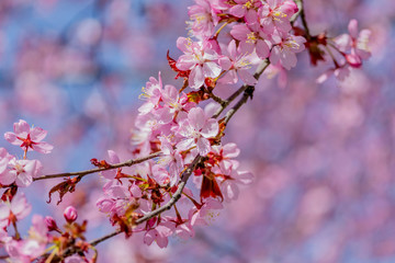 Cherry tree flowers