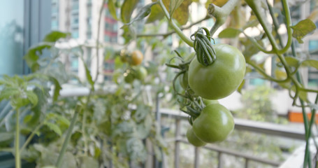Water pipe farm of tomato