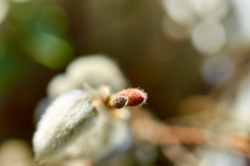 Buds on a tree at the springtime.