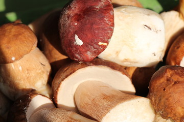 Boletus edulis. Boletus mushrooms