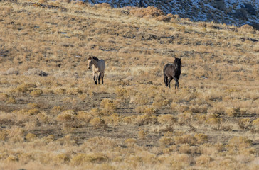 Fototapeta na wymiar Wild Horses in Winter int he Utah desert
