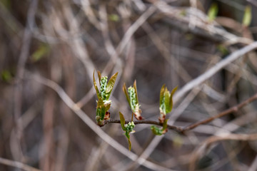 Buds on a tree at the springtime.