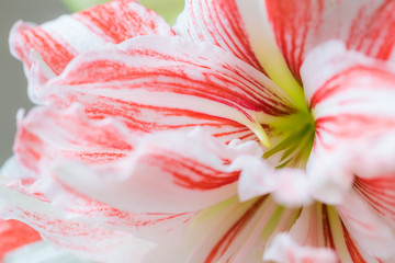 Striped Barbados lily