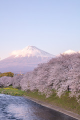 静岡県 富士山 龍巌淵 桜