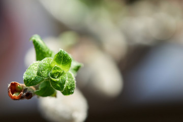 Green buds on branches in spring. Nature and blooming in spring time.