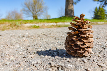 single pine cone on a street