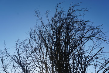 dry branches of trees on the background of a blue sky