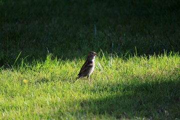 Der Spatz auf dem Rasen