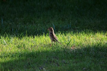 Der Spatz auf dem Rasen