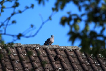 Die Taube auf dem Dach