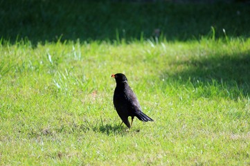 Die Amsel im Garten