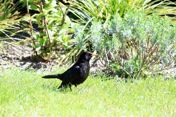 Die Amsel im Garten