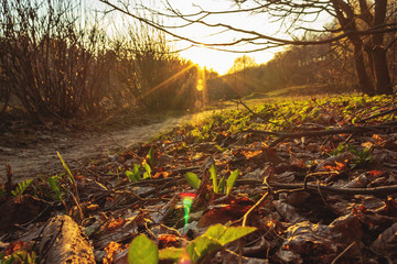 sunset in forest