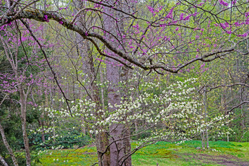 Redbuds and Dogwoods bloom together in the spring season.