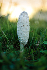 White coprinus mushrooms on the ground. Three white oval-shaped coprinus mushrooms closeup